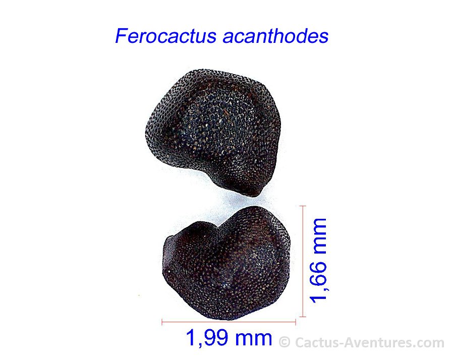 Ferocactus acanthodes, Anza Borrego, Ca. USA PR